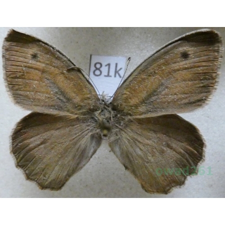 Hyponephele lupinus (O. Costa, 1836) male Greece81k